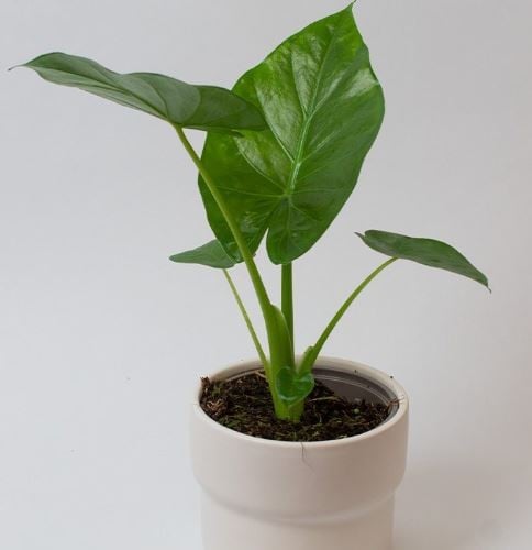 Alocasia macrorrhizos - ألوكاسيا ماكروريزوس