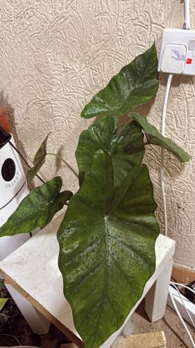 Alocasia ‘Foam’ – ألوكاسيا فوم