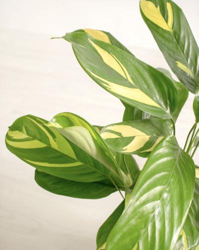 Calathea Golden Mosaic – كلاثيا جولدن موزاييك
