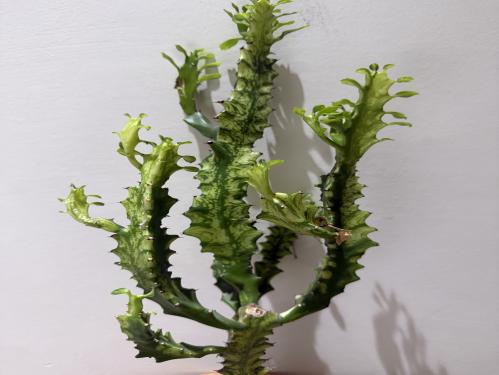 Euphorbia Trigona Variegated - يوفوربيا تريجونا فرقيتد
