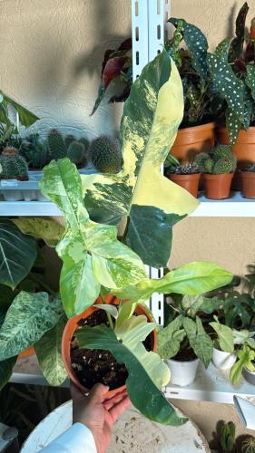 Philodendron Florida x Paradisi – فيلوديندرون فلوريدا × باراديسي