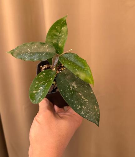 ‏Hoya starry night- ‏ هويا الليلة المرصعة بالنجوم