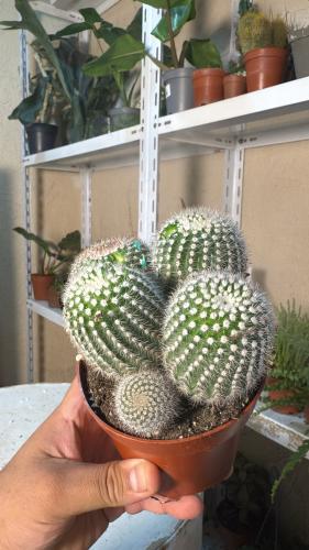 Parodia scopa subsp. albispina – باروديا سكوبا البيضاء الأشواك