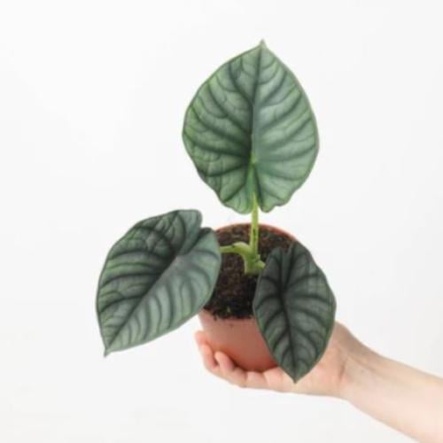 ‏‎‏Alocasia Nebula Imperialis  - الوكاسيا نيبليا امبرلينس