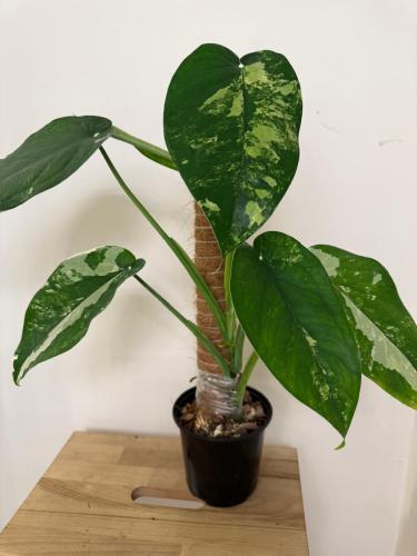 Syngonium Chiapense variegated  - سينجونيوم تشيابنسي فرقيتد