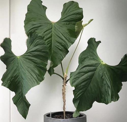 anthurium balaoanum - أنثوريوم بالاوانوم