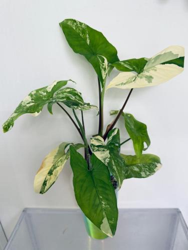 Syngonium Yellow Variegated - سينقونيوم أوريا فرقيتد