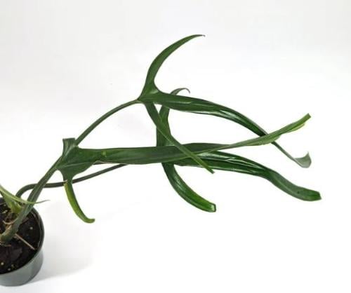 Philodendron Paloraense- فيلوديندرون بالورينسي