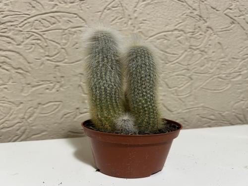 Monkey Tails Cactus - صبار ذيل القرد