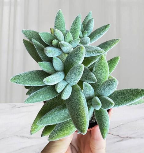 Crassula mesembryanthemoides – كراسولا ميسيمبريانثيمويدس