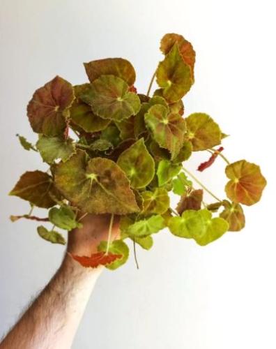 Begonia Amber love - بيجونيا العنبر الحب