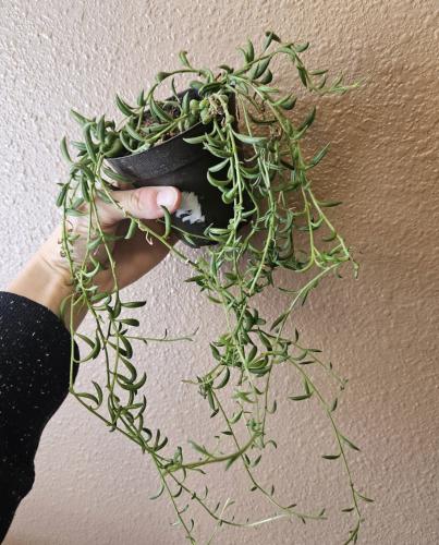 ‏ سينسيو سلسلة الموز - string of bananas