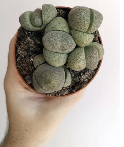Lithops Pleiospilos Nelii -ليثوبس بليوسبيلوس نيلي