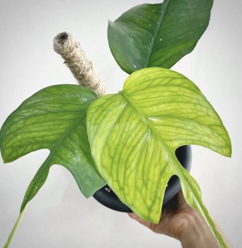 ابيبريمنيوم سكليدن كي - Epipremnum Skeleton Key