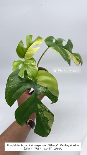 Rhaphidophora tetrasperma “Ginny” Variegated – رافيدوفورا تتراسبيرما فارفيقاتد (جيني)