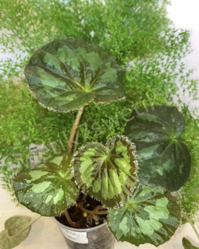 Begonia Jingxiensis var. Mashanica