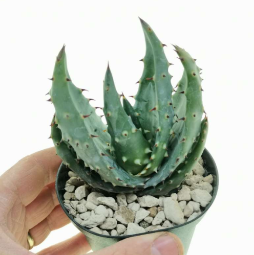 Aloe Aculeata - الألوة أكولياتا