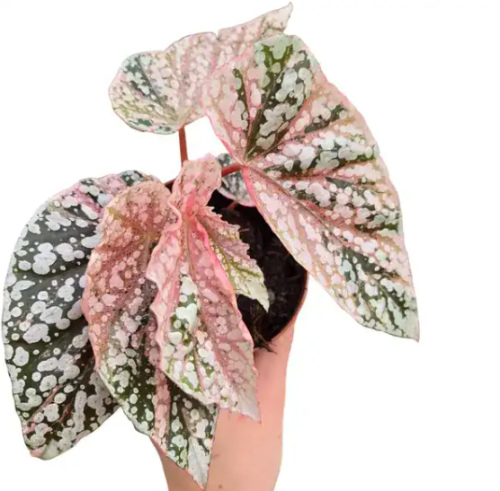 بيقونيا سنو كابد فرقيتد – Begonia Snow Capped Variegated