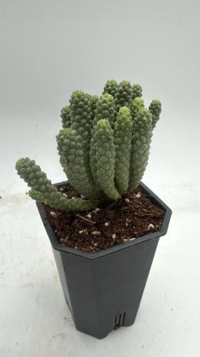 Euphorbia inermis - يوفوربيا إينرميس