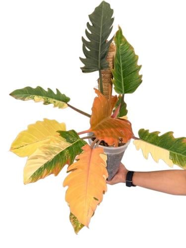 Philodendron Caramel Marble Variegated – فيلوديندرون كراميل ماربل فرقيتد