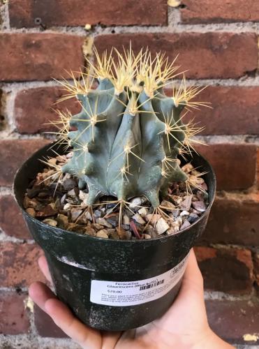 Blue Barrel Cactus - Ferocactus glaucescens