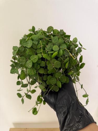 ديديشيا هيرتوسا – Dischidia hirsuta