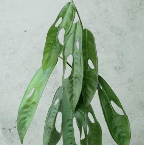Monstera Obliqua Amazonas - مونستيرا أوبليكوا أمازوناس