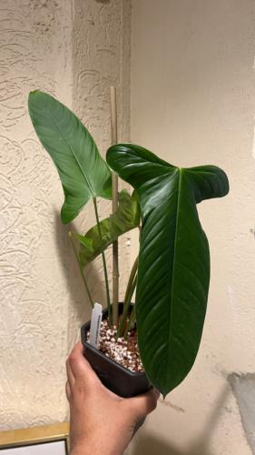 ‎‏Philodendron sharoniae Goat - فيلوديندرون شارونياي قوست