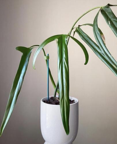 Philodendron Holtonianum - فيلوديندرون هولتونيانوم