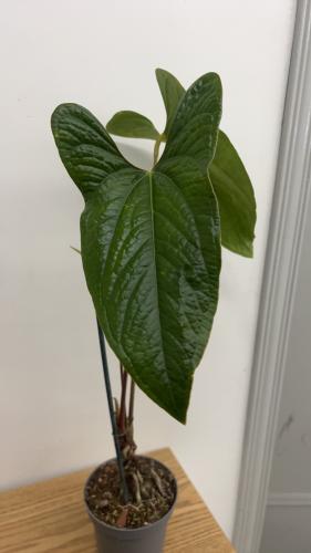 Anthurium Happy Bunny - أنثوريوم هابي بوني