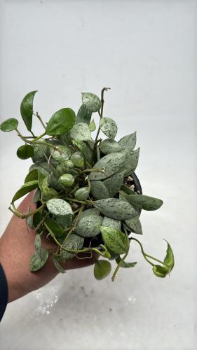 Hoya khroniana silver - هويا كرونيانا فضية