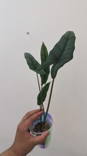 Alocasia Heterophylla ‘Metallic Blue’ – ألوكاسيا هيتروفايلا ميتاليك بلو