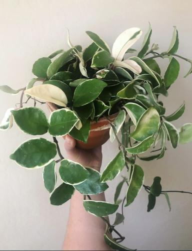 هويا كارنوسا كرمسون كوين- Hoya carnosa Krimson Queen