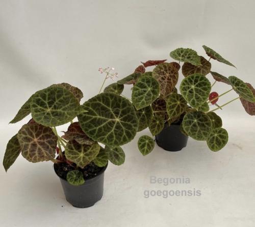 Begonia Goegoensis -بيجونيا جوجوينسيس