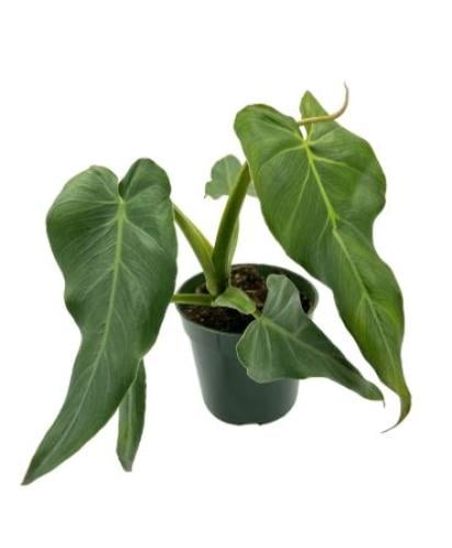 ‏Philodendron Maximum - فيلوديندرون ماكسموم