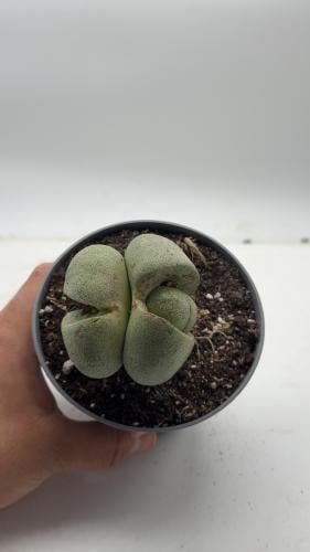 Lithops Pleiospilos Nelii -ليثوبس بليوسبيلوس نيلي