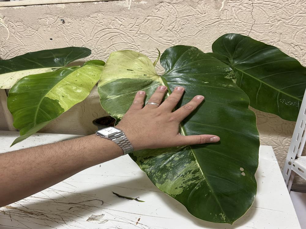 Philodendron Whipple Way Variegated - فيلوديندرون ويبل واي