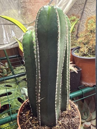 Pachycereus marginatus – صبار السياج المكسيكي