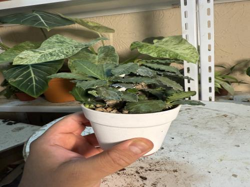 Euphorbia Decaryi - يوفوربيا ديكاري