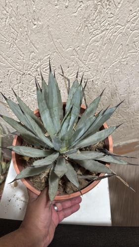 Agave macroacantha ‘Black Spined’ – أغاف ماكروأكانثا (الشوكي الأسود)