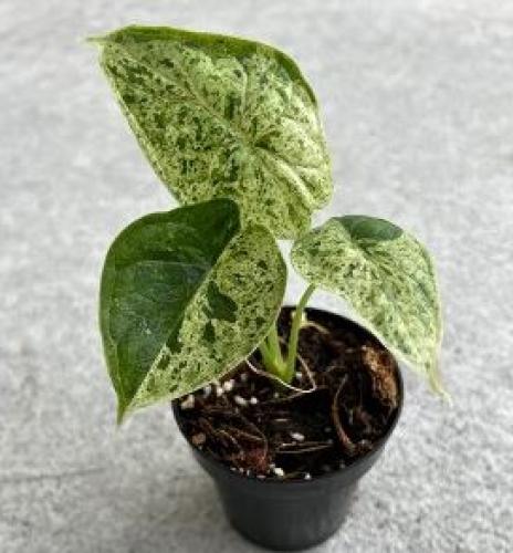 Alocasia Dragon Scale Mint - الوكاسيا دراقون سكيل ميينت