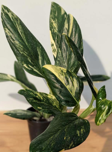 Monstera Standleyana Yellow Variegated