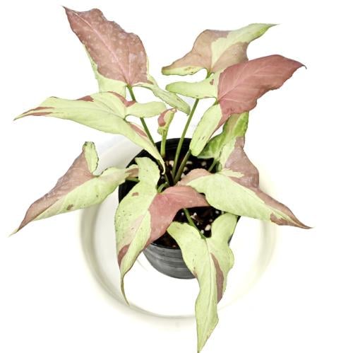 Syngonium Orm Nagpum Variegated - سينجونيوم أورم ناجبوم فرقيتد