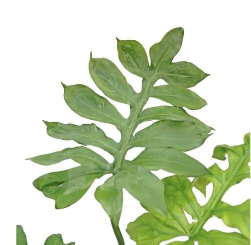 Philodendron distantilobum – فيلوديندرون ديستانتيلوبوم