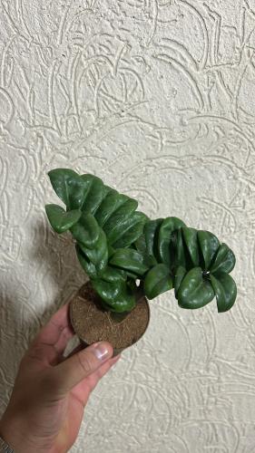 Zamioculcas zamiifolia Zenzi - زاميا قزمية