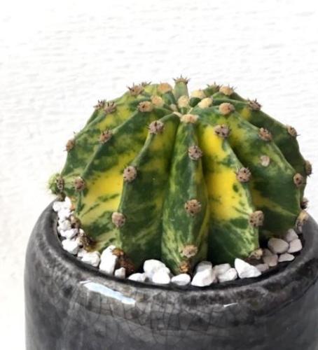 Echinopsis Eyriesii variegata – ايكنوبسيس إيريسيي فاريغيتا