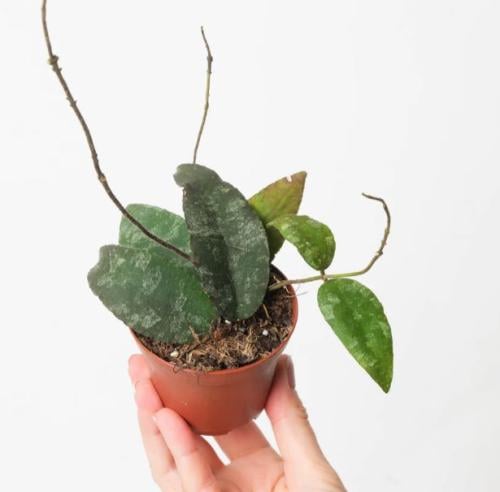 Hoya Caudata Sumatra -  هويا كوداتا سومطرة