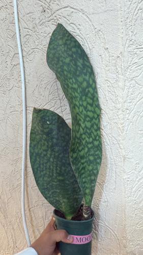 Sansevieria Masoniana- سانسيفيريا ماسونيانا