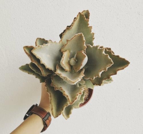 Kalanchoe Fang - كلانشو أذن الفيل المخملية"