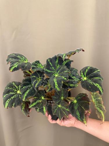 Begonia Rayonvert - بيجونيا رايونفيرت